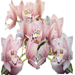 Cimbidij