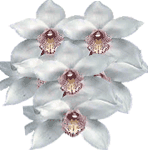 Cimbidij