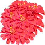 Cinija