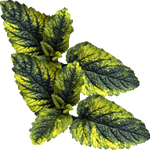 Citronska melisa