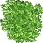 Drežica