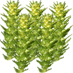 Drežica
