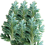 Drežica