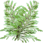 Drežica