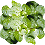 Družinska sreča