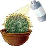 Ekinokakt