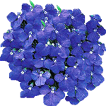 Erinasta lobelija