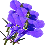 Erinasta lobelija