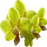 Falenopsis