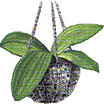 Falenopsis