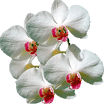 Falenopsis