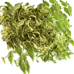 Fikus sagittata