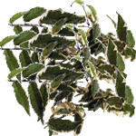Fikus sagittata