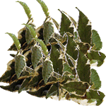 Fikus sagittata