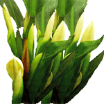 Filodendron