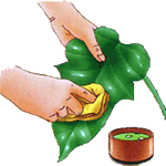 Filodendron