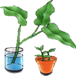 Filodendron