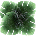 Filodendron