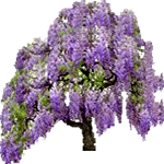 Glicinija