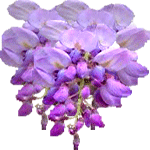 Glicinija
