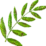 Glicinija