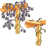 Glicinija