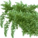 Gostocvetni asparagus