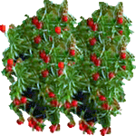 Gostocvetni asparagus