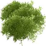 Gostocvetni asparagus