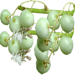 Gostocvetni asparagus