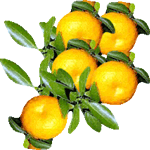 Grenki pomarančevec