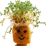 Lasje