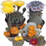 Kaktusi