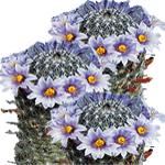 Kaktusi