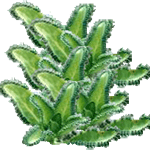 Kalanchoe pinnata