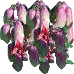 Kalanchoe pinnata