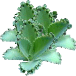 Kalanchoe pinnata