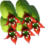 Kalanchoe pinnata