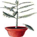 Kalanchoe pinnata