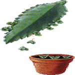 Kalanchoe pinnata