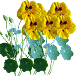 Kapucinka