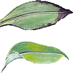 Kardamom