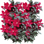 Klematis