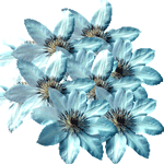 Klematis