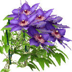 Klematis
