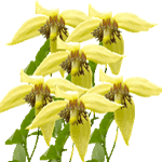 Klematis