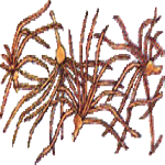Klematis