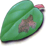 Kolumneja