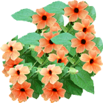 Krilata tunbergija