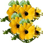 Krilata tunbergija